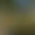 Гнездовье Гарпий